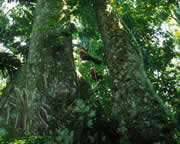 Selva Bananito Ecolodge and Preserve