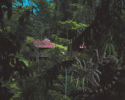Selva Bananito