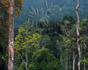 Selva Bananito Ecolodge and Preserve
