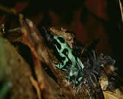 Selva Bananito Ecolodge and Preserve