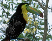 Selva Bananito Ecolodge and Preserve