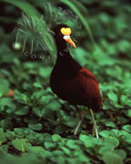 Selva Bananito Ecolodge and Preserve