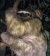 Selva Bananito Ecolodge and Preserve