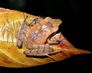 Selva Bananito Ecolodge and Preserve