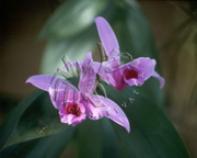 Selva Bananito Ecolodge and Preserve