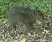 Selva Bananito Ecolodge and Preserve