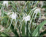 Selva Bananito Ecolodge and Preserve