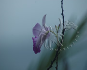 Selva Bananito Ecolodge and Preserve