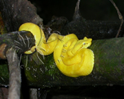 Selva Bananito Ecolodge and Preserve