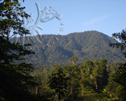 Selva Bananito Ecolodge and Preserve