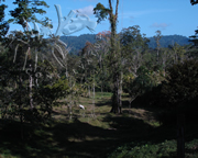 Selva Bananito Ecolodge and Preserve