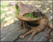 Selva Bananito Ecolodge and Preserve