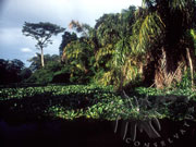 Selva Bananito Ecolodge and Preserve
